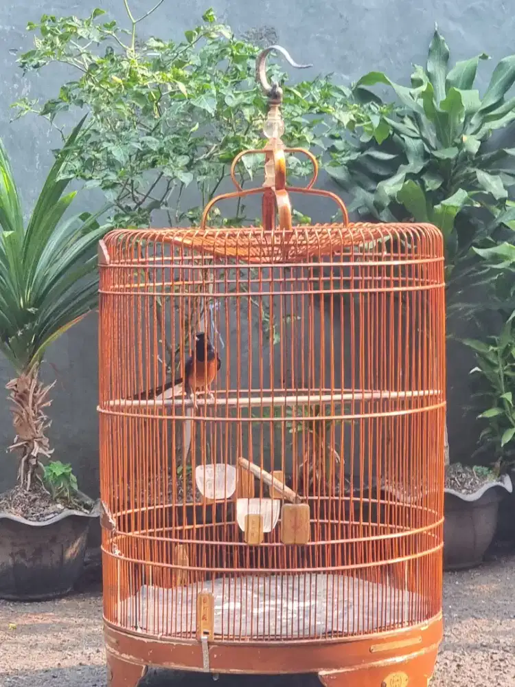Murai ternakan 2x mabung gacor