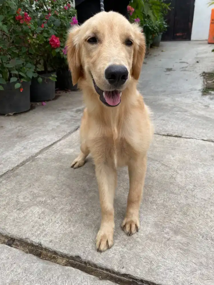 golden retriver betina