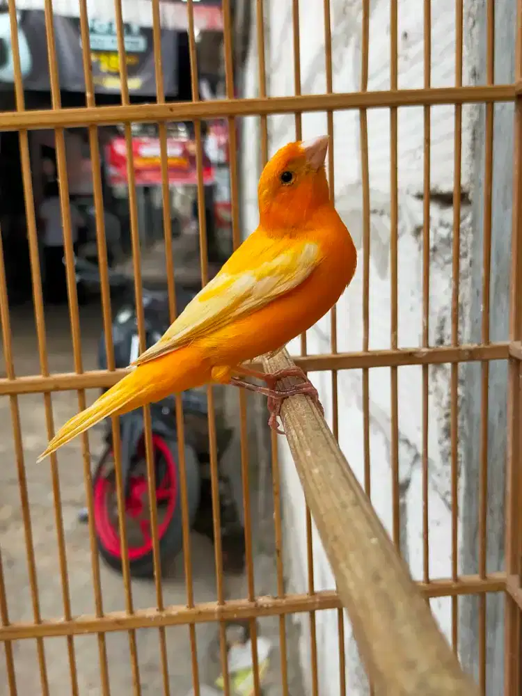 Burung kenari jantan muda gacor door
