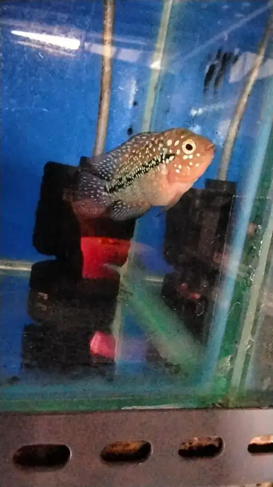 Louhan kamfa f2 red