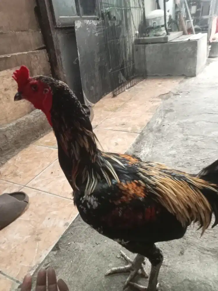 Ayam bangkok mangon