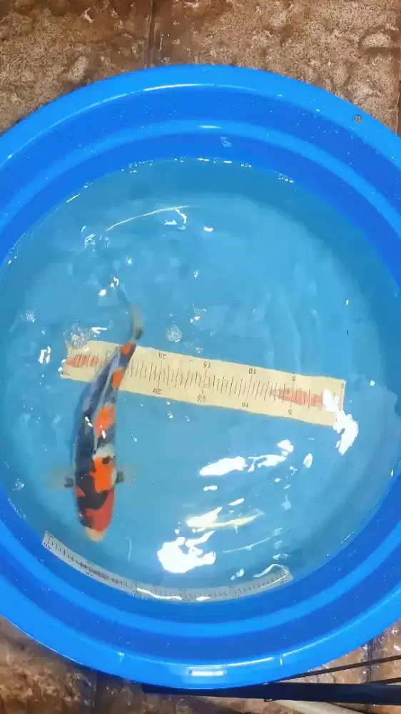 Ikan Koi Showa 30cm