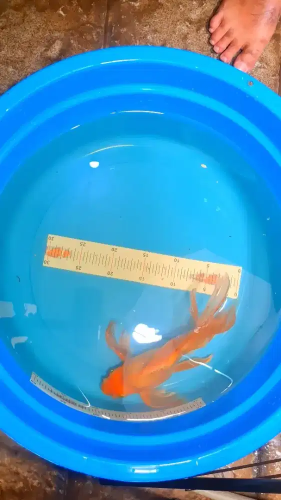 Ikan Hudielong 30cm Jumbo