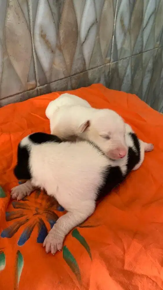 anjing ras dobbermen x rotwiller