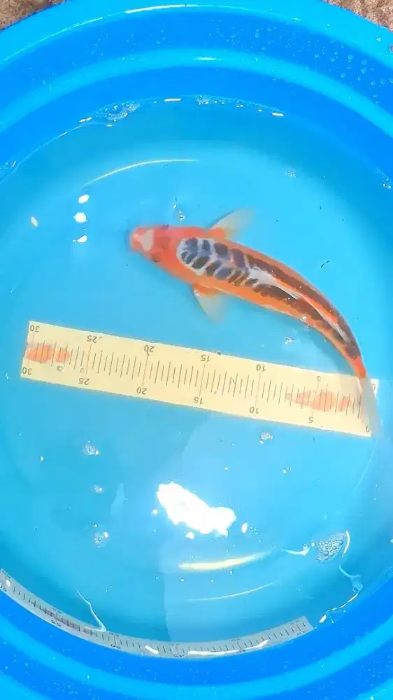 Ikan Koi Sushui 30cm Simetris