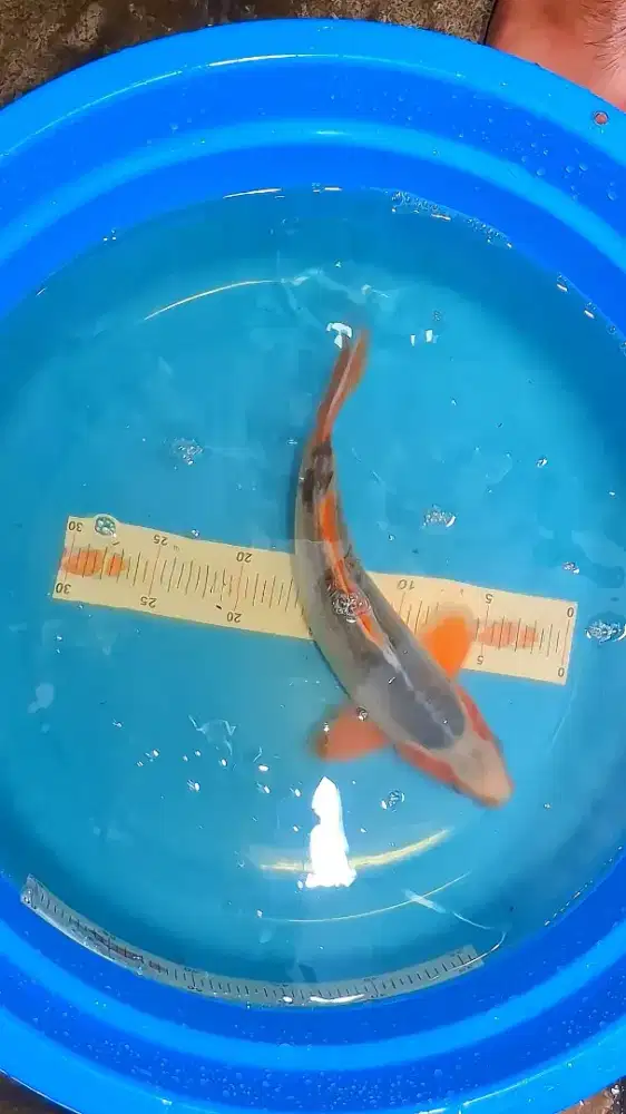 Ikan Koi Asagi 30cm