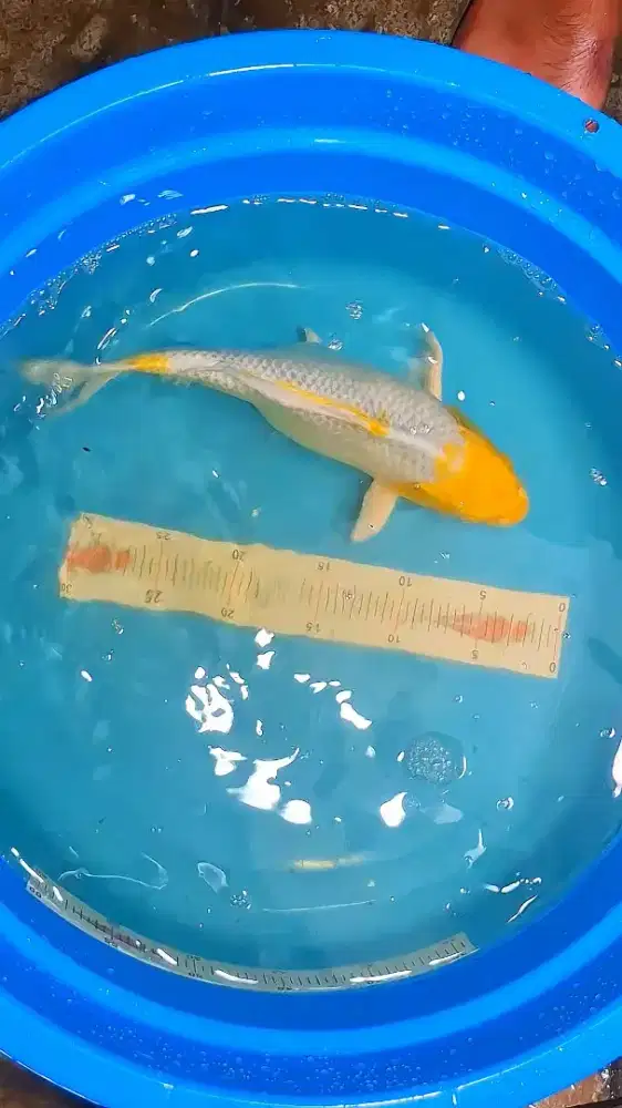 Ikan Koi Ogon Yamabuki 30cm