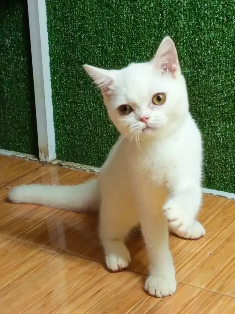 British Shorthair kitten