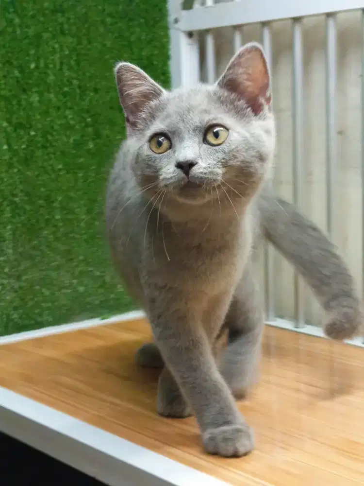 British Shorthair kitten