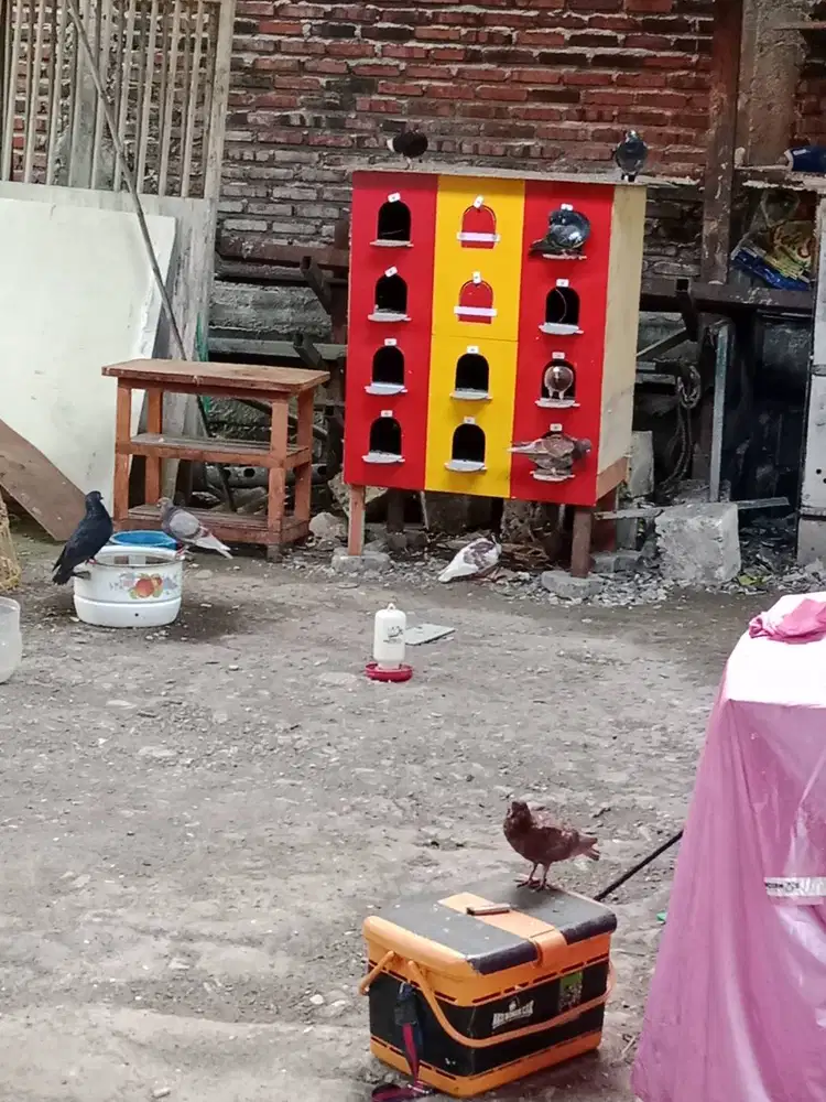 Jual burung dara