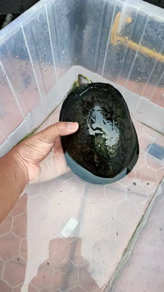 Kura kura Ambon / batok