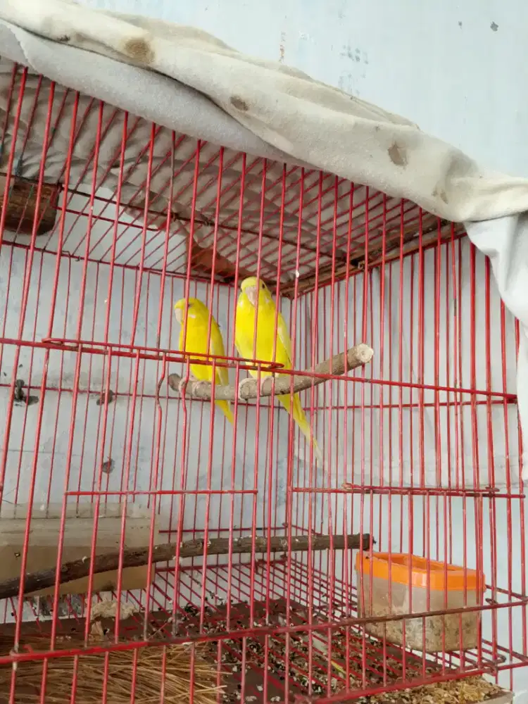 Di jual burung parkit luntino