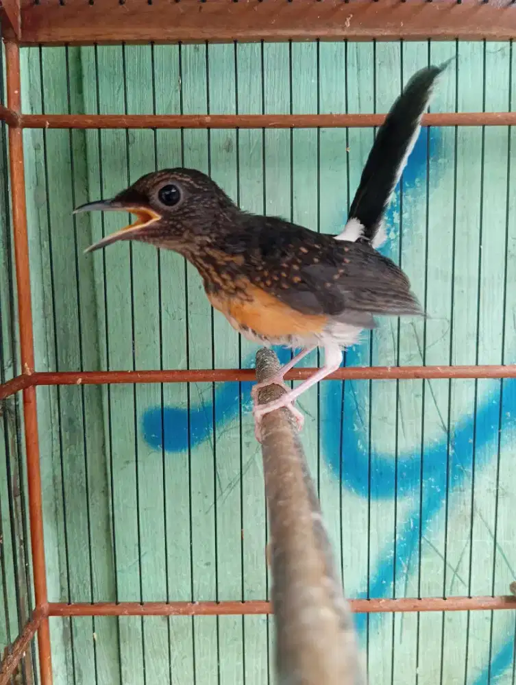Murai Batu Medan Bahorok Jantan Fighter Trah Prestasi Ekor Panjang