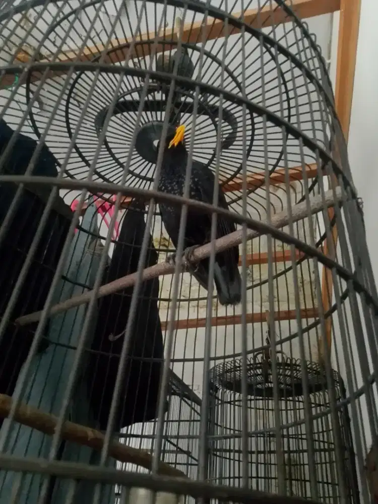 Di jual burung ciung Wanara paru kuning