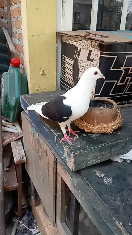 Merpati piyik jantan