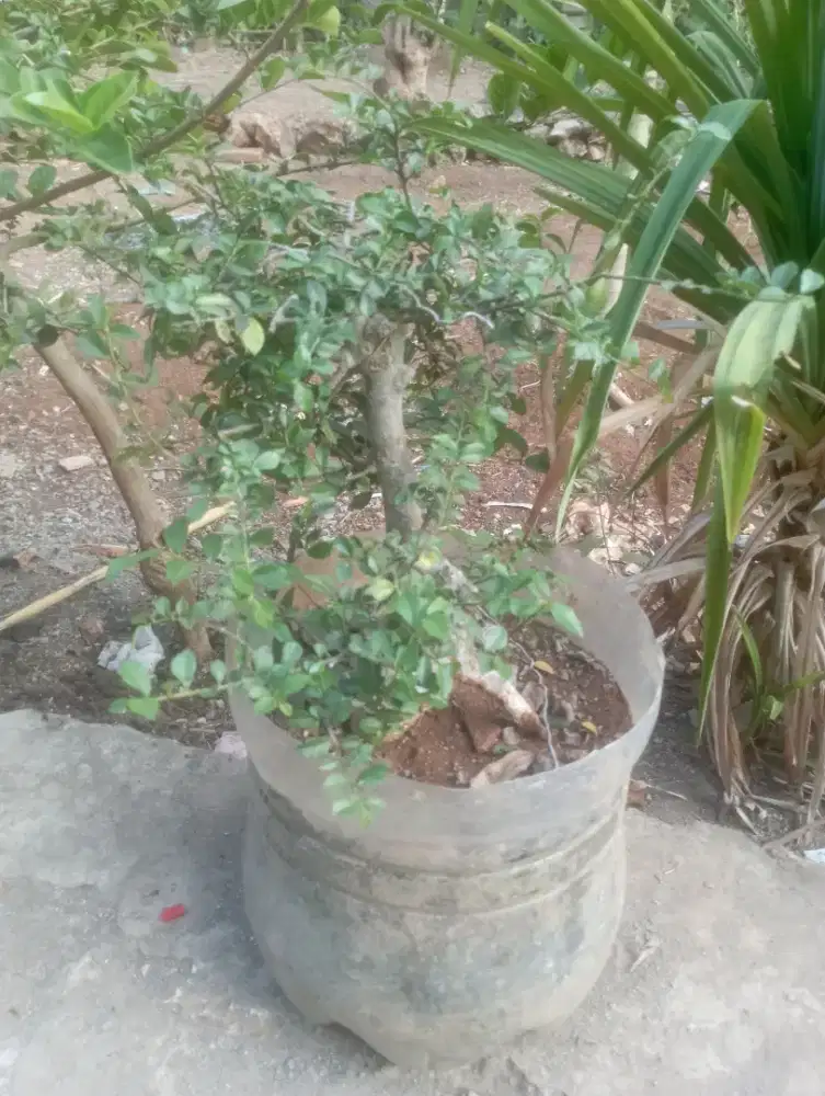 Dijual bahan bonsai pohon serut ( sudah hidup lebat )