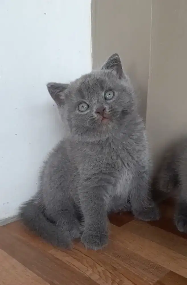 Kitten British shorthair
