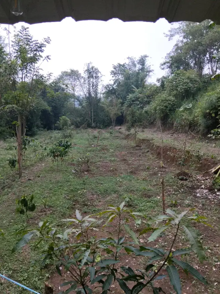 Lowongan Kerja Berkebun di Curup-Bengkulu