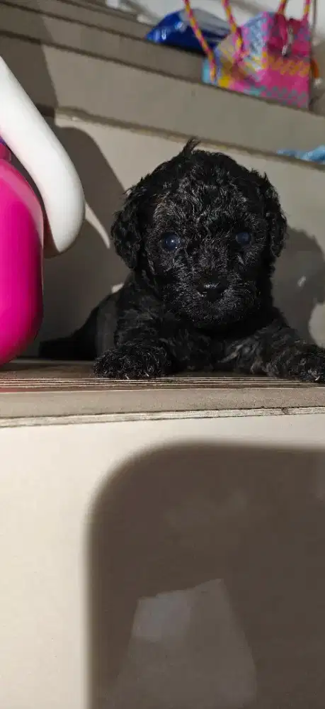 puppy poodle usia 2.5bulan