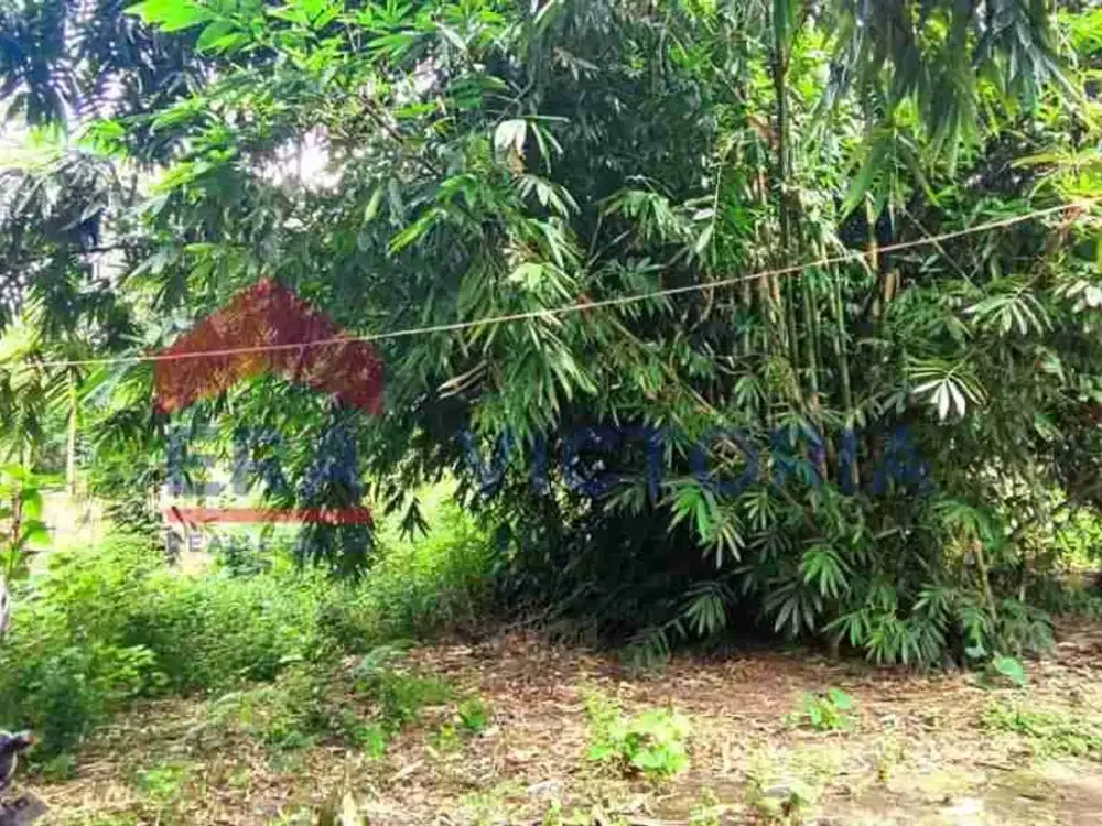 jual cepat BU Tanah Luas di Tugurejo dekat RS SLG
