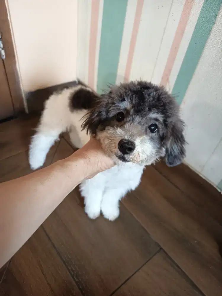 tiny parti silver