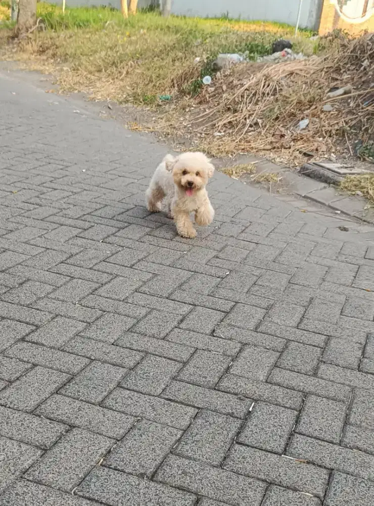 Jual Tiny Poodle Jantan