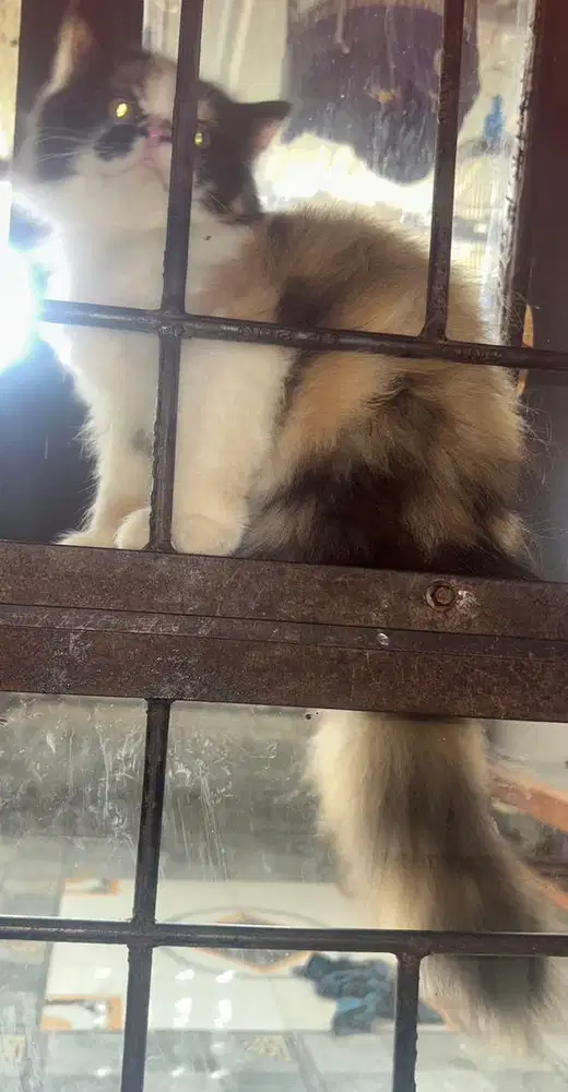 Kucing kitten persia