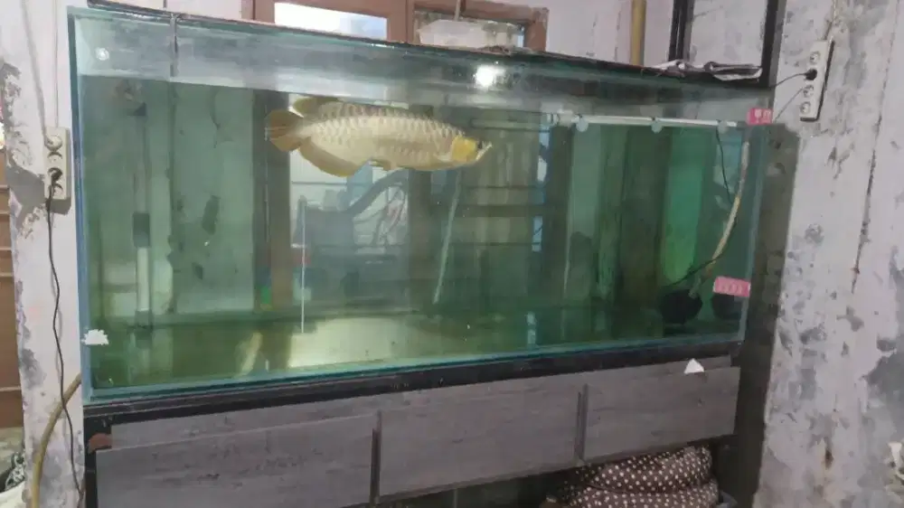 Aquarium plus arwana