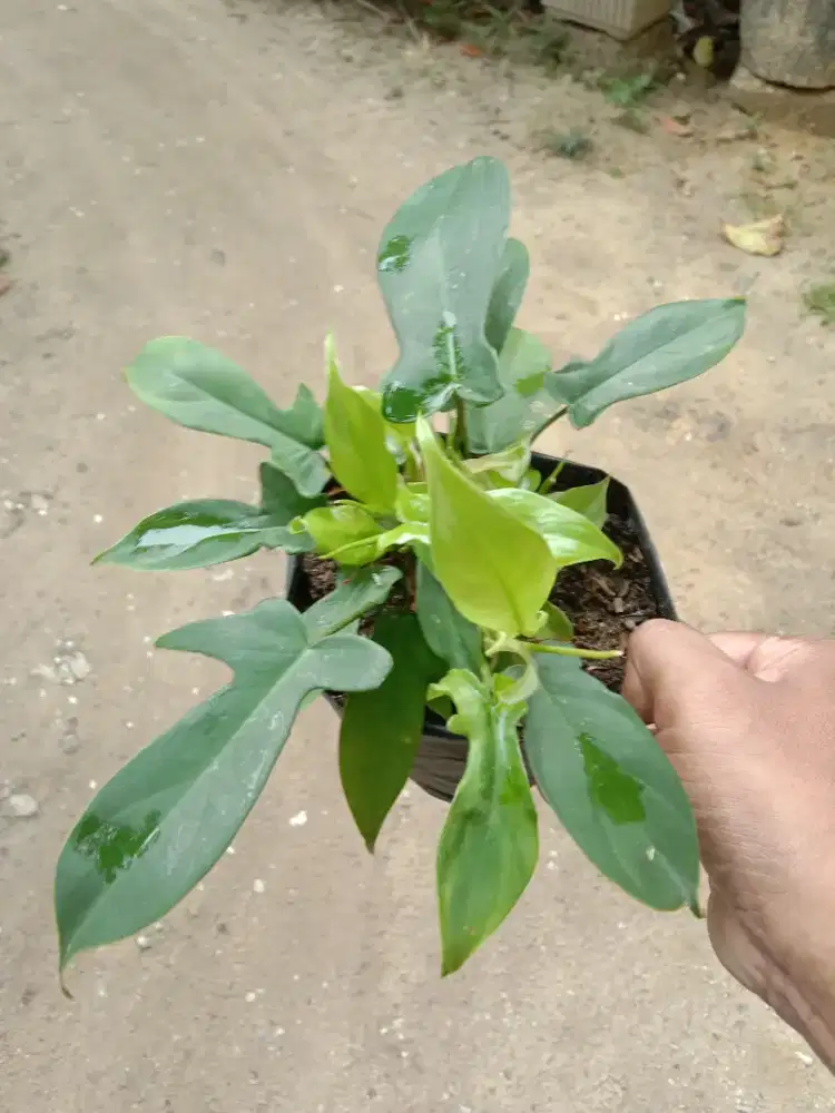 Tanaman Philodendron Bippenifolium