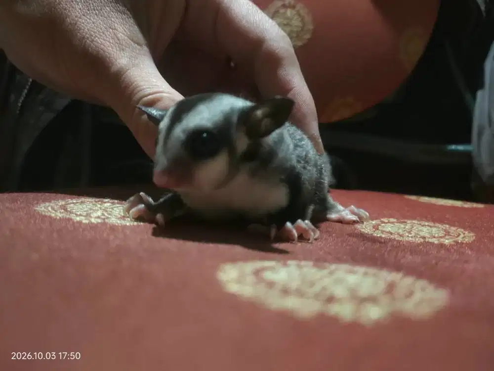 Sugar Glider Classic Grey Jinak