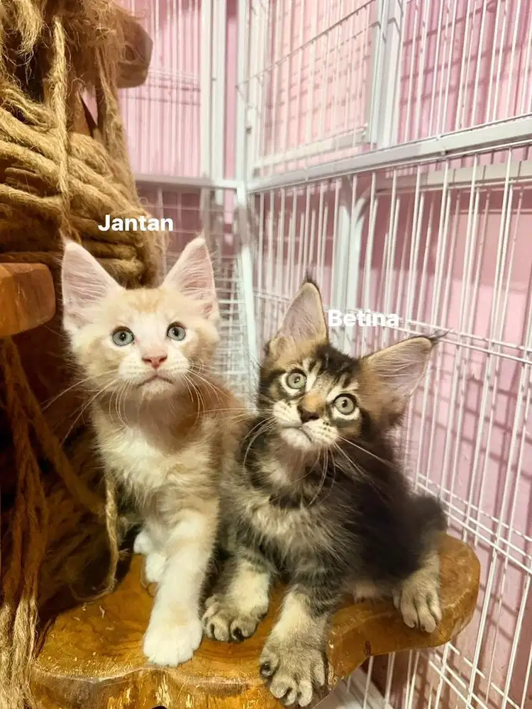 Kitten Maine Coon
