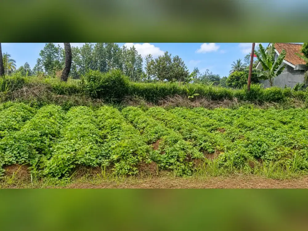 Tanah Dijual di Ciampea, Kabupaten Bogor