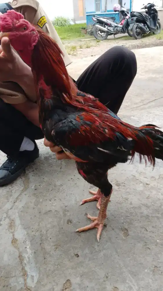 ayam bk klasik x mangon