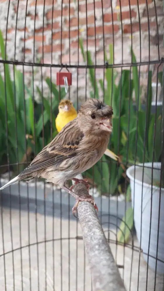 2 ekor Kenari jantan setvol