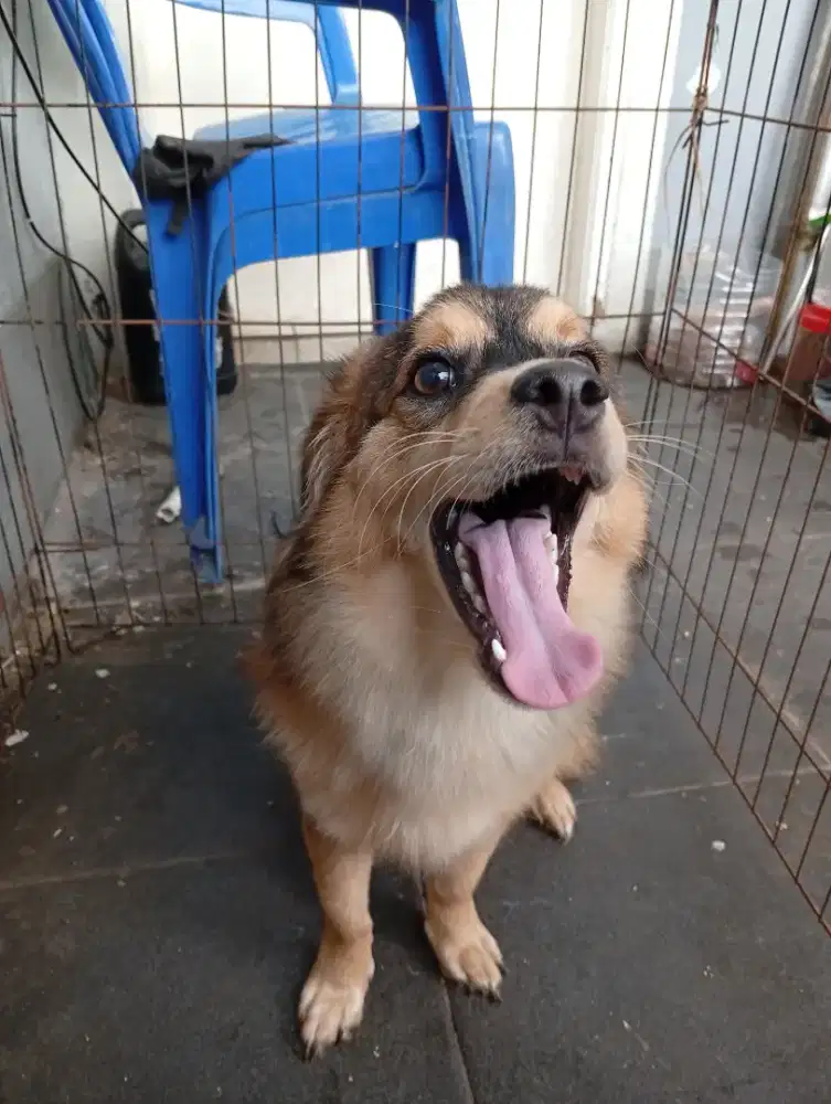 anjing mix Husky dan pomerian