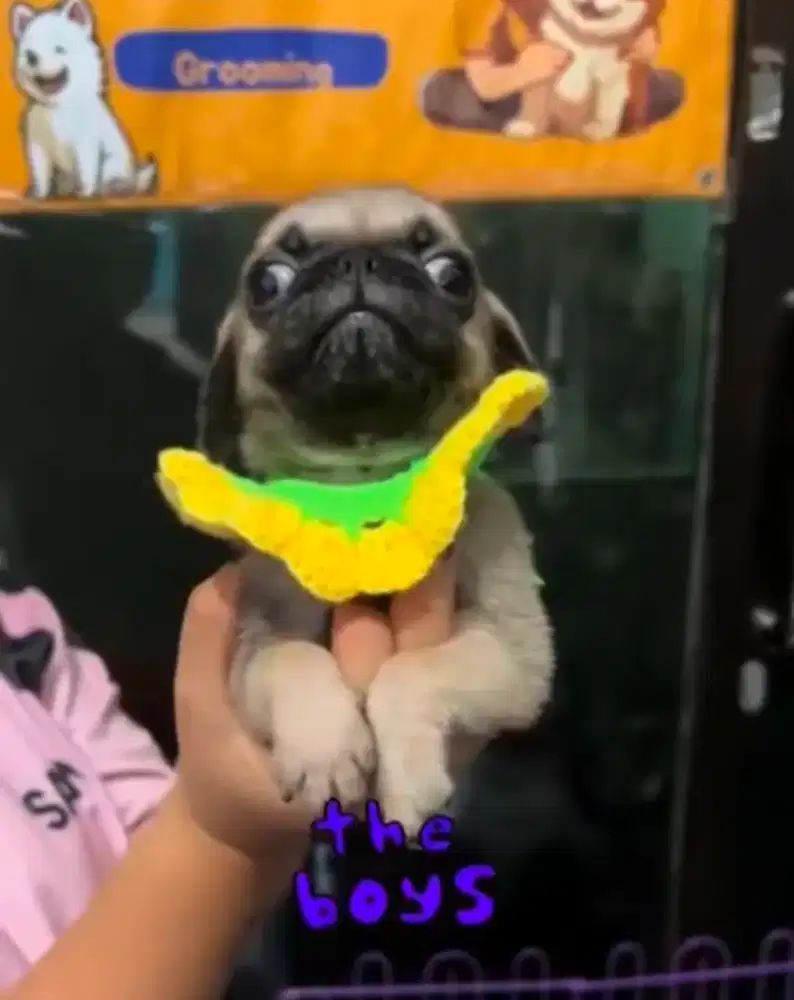pupies Pug (jantan)