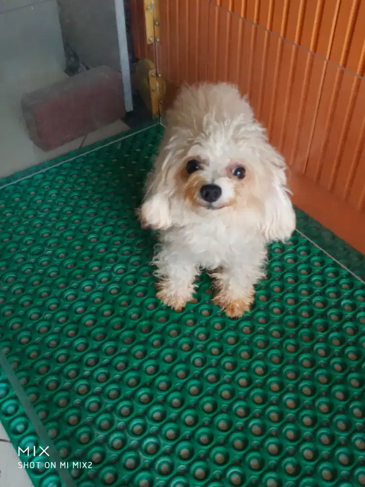 Pejantan Tiny Poodle