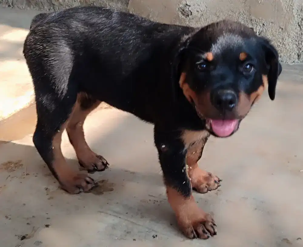 Anak Anjing Rottweiler