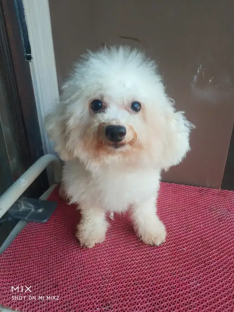 Pejantan Tiny Poodle