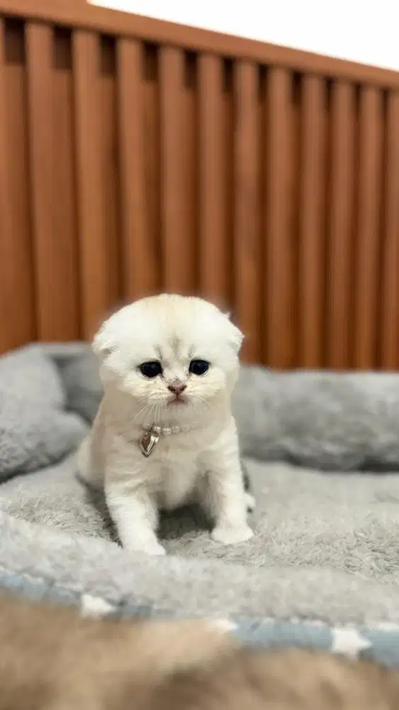 Scottish fold betina silver kitten anak import