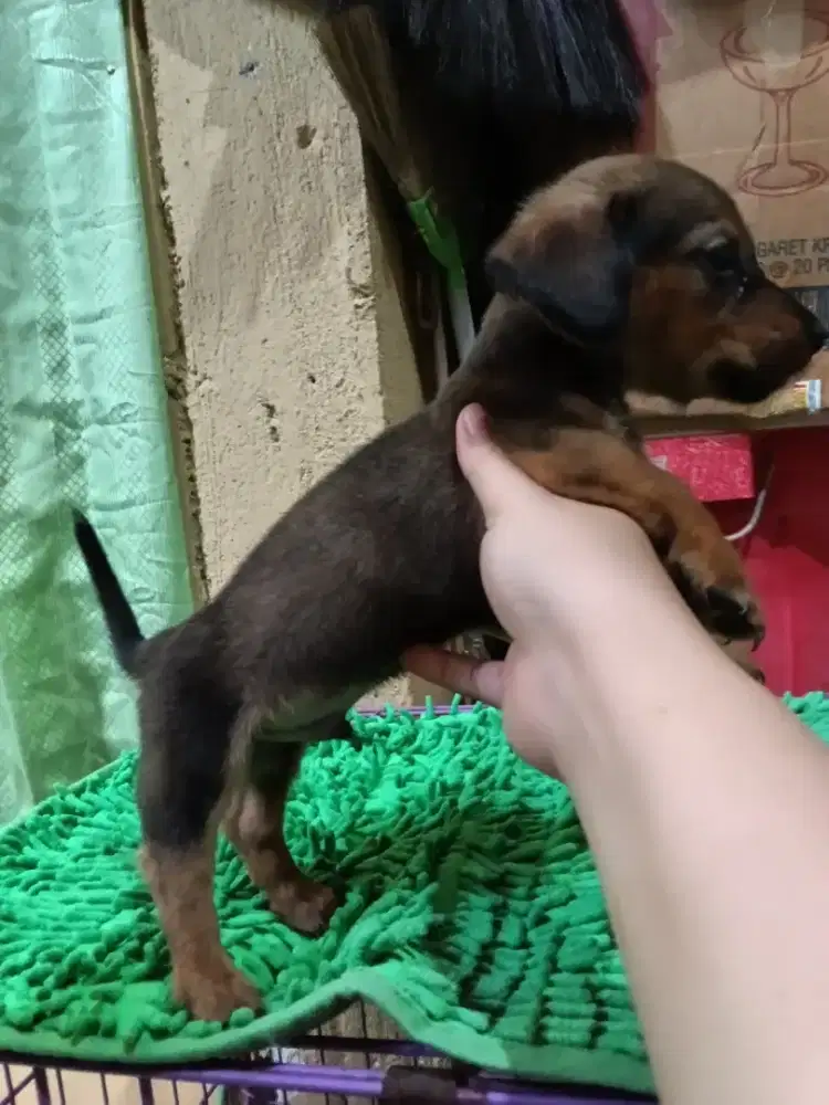 Mini Dachshund puppy