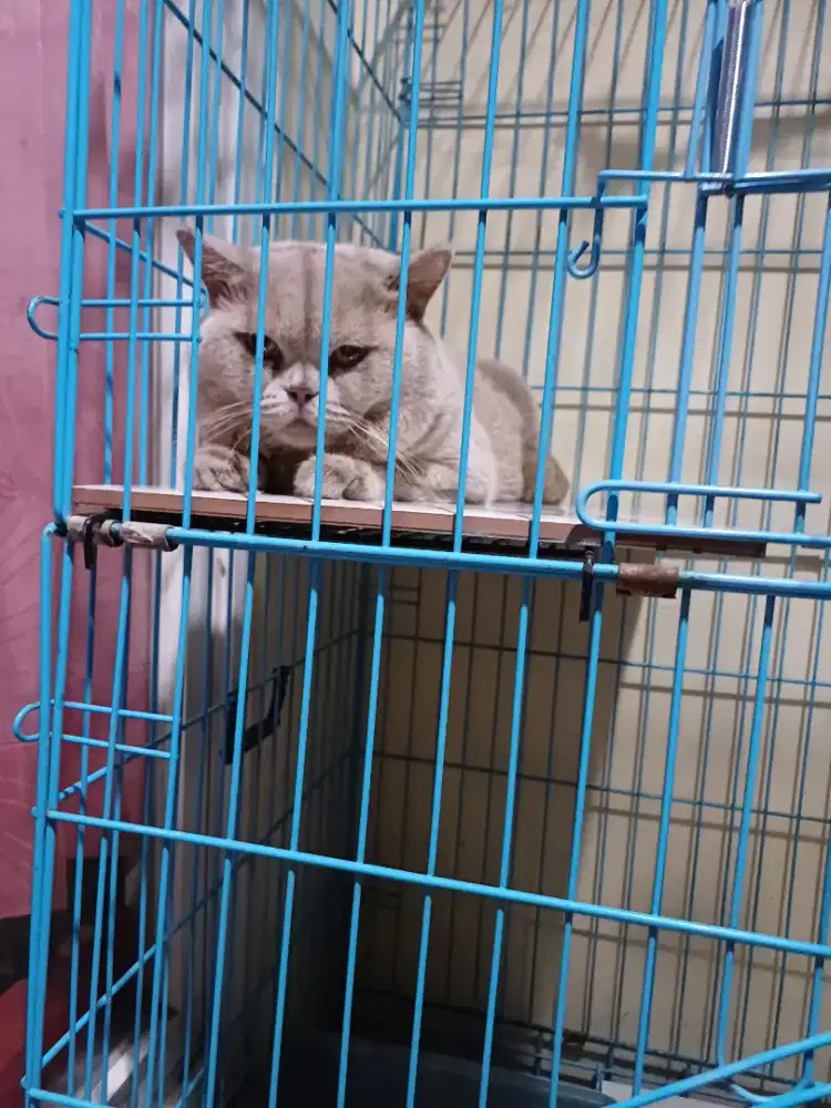 Kucing British Short Hair BSH Jantan