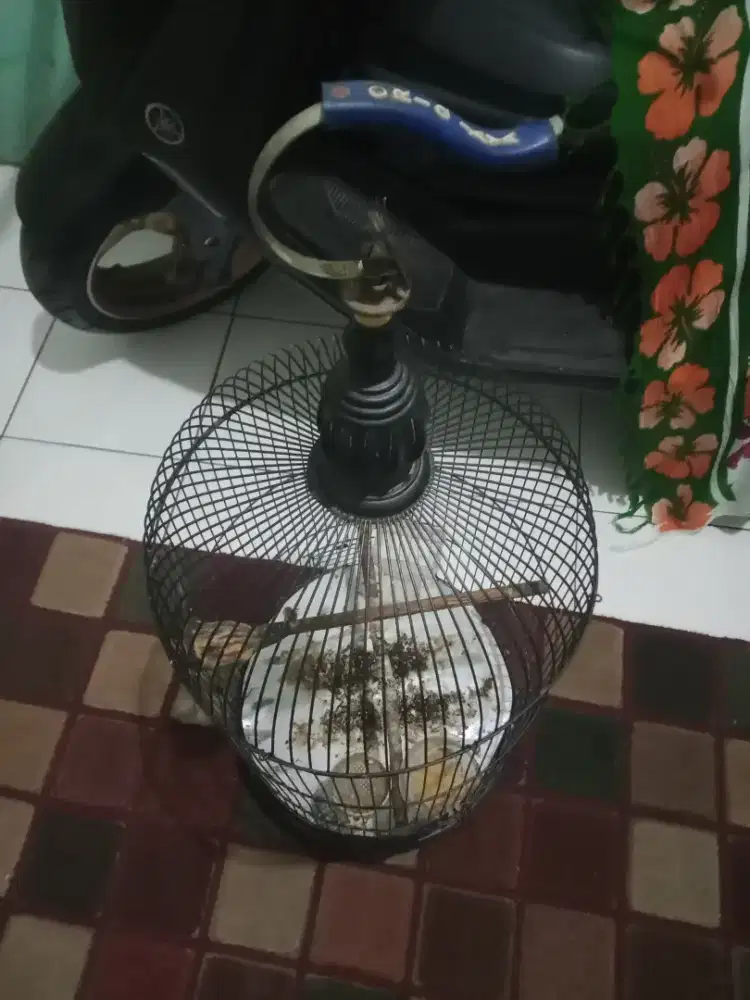 Kandang lovebird