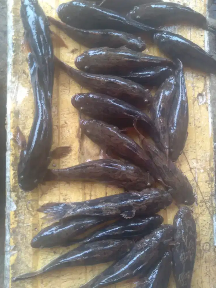 Ikan Betutu / Ikan Malas / Ikan Beloso