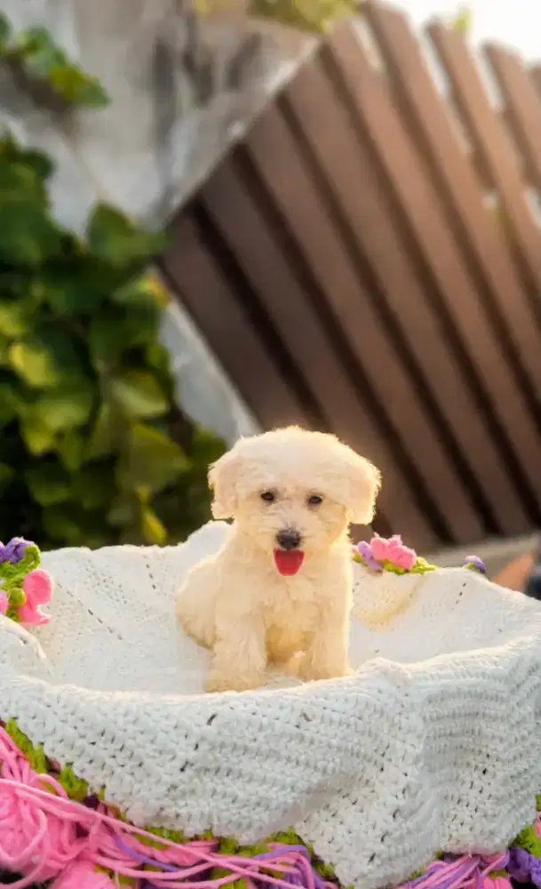 Anakan poodle jantan dan betina