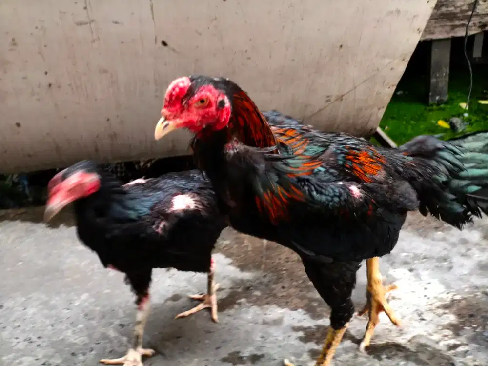 Ayam Bangkok (Sepasang)