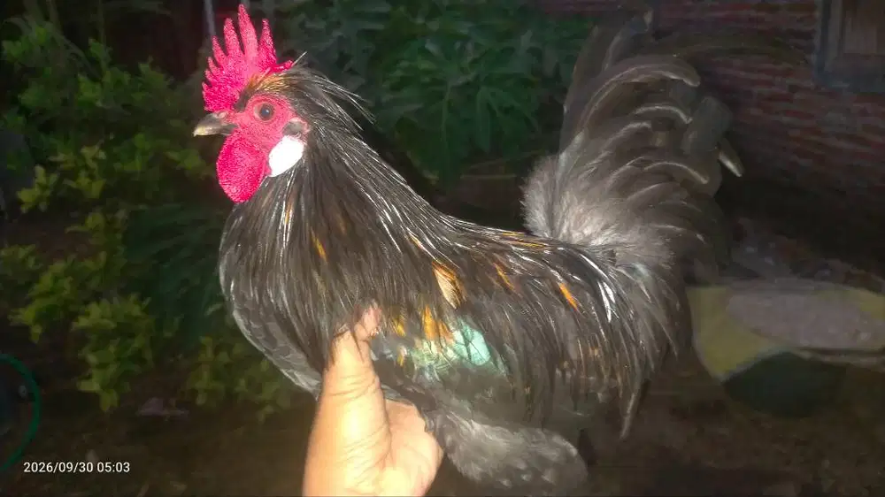 Ayam kate lokal