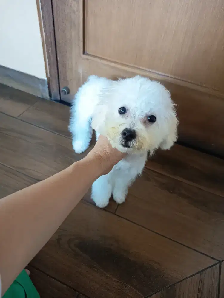 white toy poodle