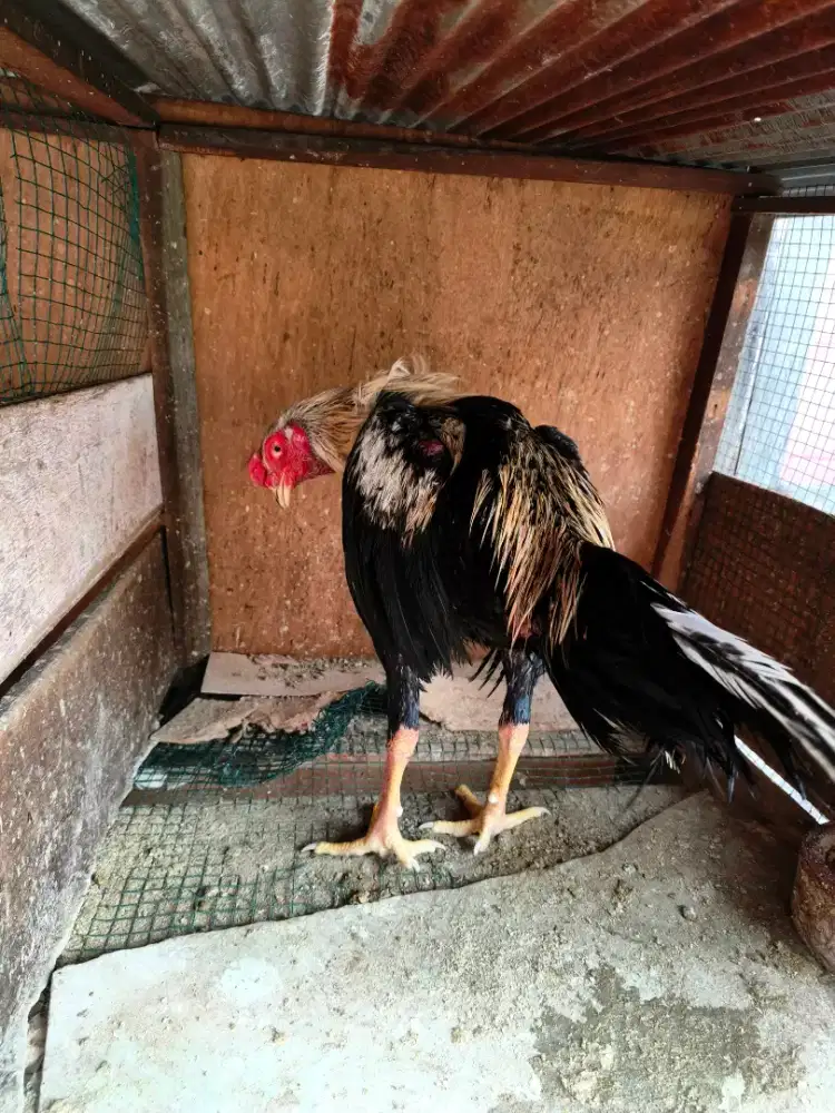 Ayam Bangkok Jantan Widu