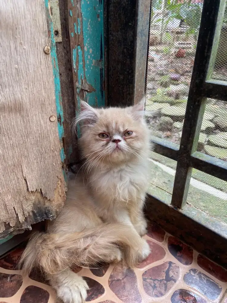 Kitten persia peaknose jantan